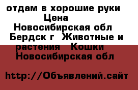 отдам в хорошие руки › Цена ­ 1 - Новосибирская обл., Бердск г. Животные и растения » Кошки   . Новосибирская обл.